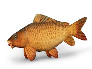 Delphin CARPY Plüss Ponty - 60 cm